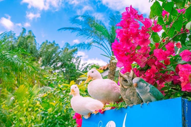 Little Mermaid Hotel Ishigakijima Ishigaki (Okinawa) Exterior foto