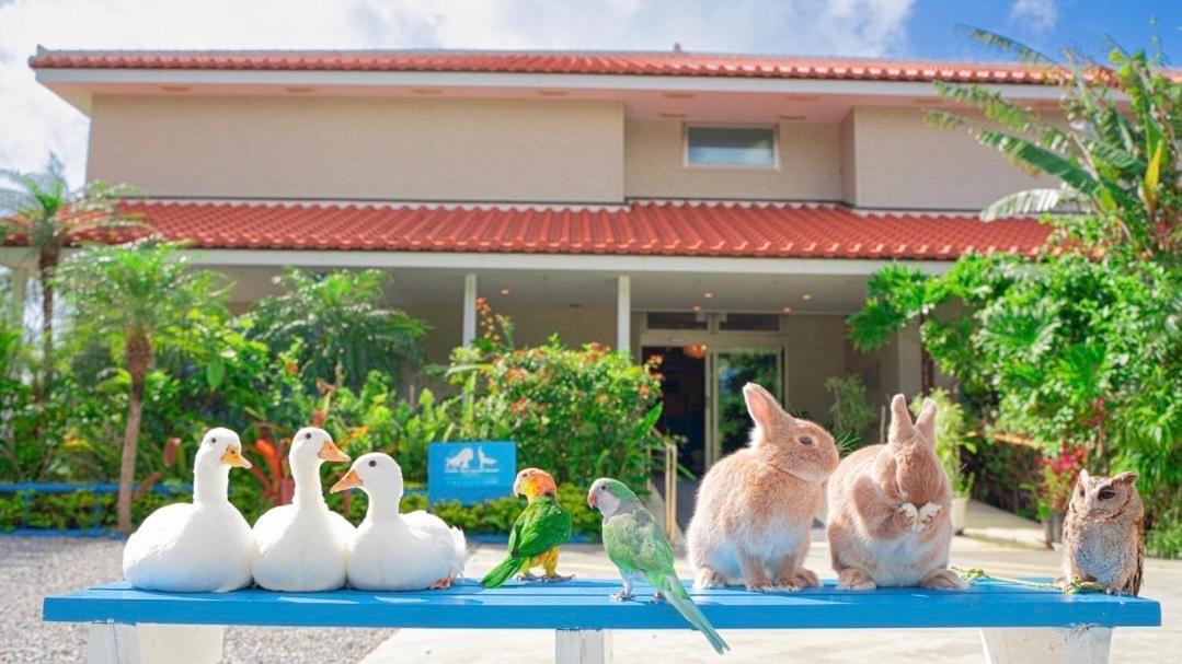 Little Mermaid Hotel Ishigakijima Ishigaki (Okinawa) Exterior foto