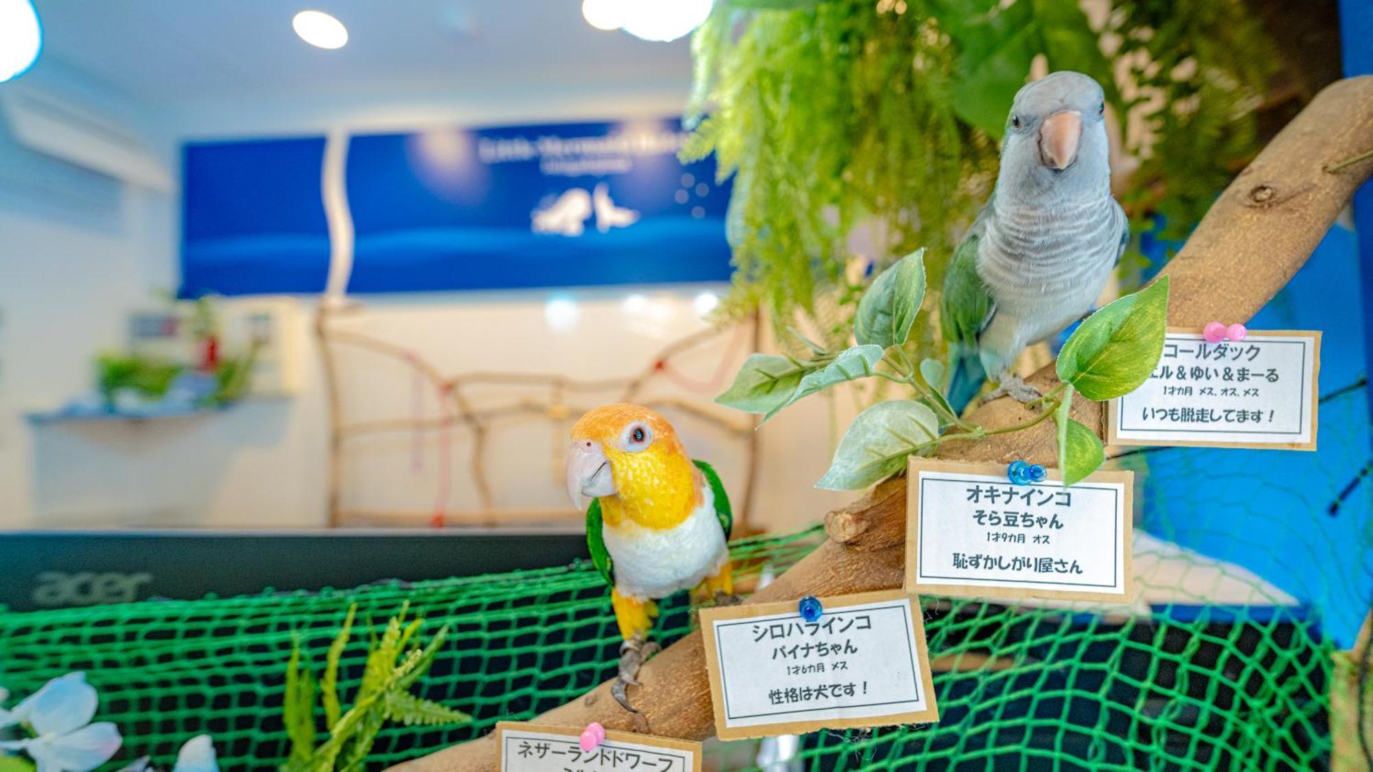 Little Mermaid Hotel Ishigakijima Ishigaki (Okinawa) Exterior foto